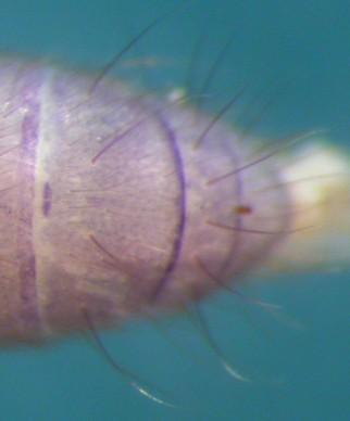 in lateral view, while Isotoma has a more elongate head.