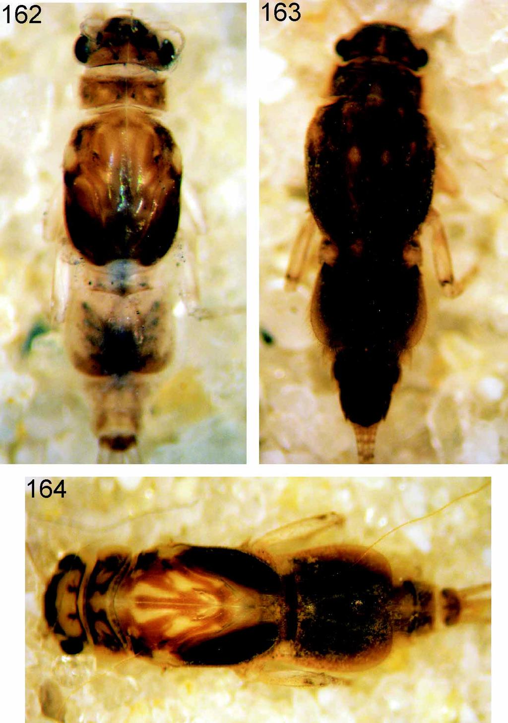FIGURES 162 164. Nymph, general view: 162, C. tenella; 163, C. plaumanni; 164, C. uruzu. Mature nymph (Fig. 164). Length of female: body, 4.1 5.5 mm; caudal filaments, 3.5 4.5 mm. Length of male: body, 3.