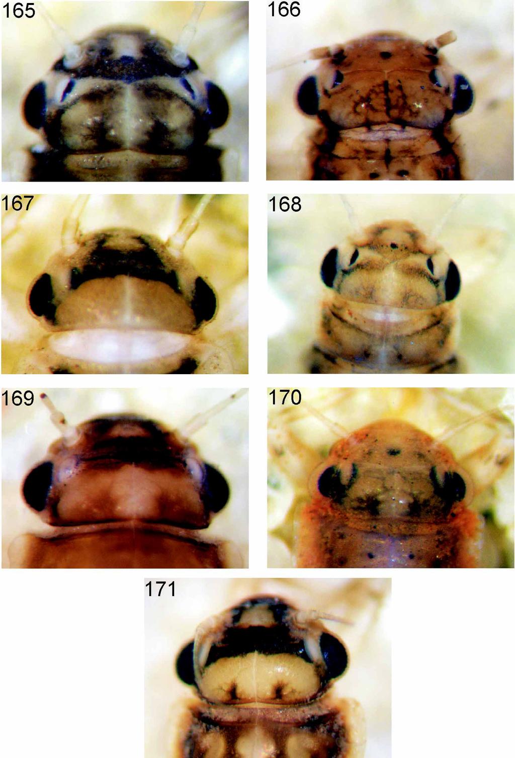 toward apex (Fig. 114). Abdomen dorsally yellowish light brown with paler lateral margins and intersegmental membranes (Fig.