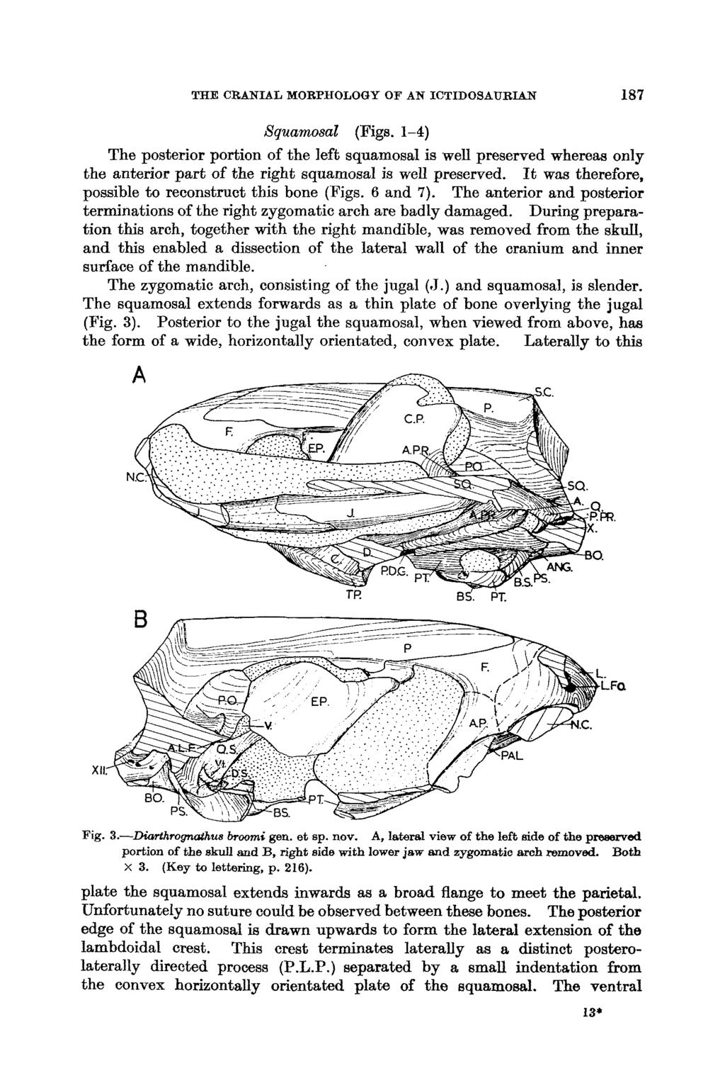 THE CRANIAL MORPHOLOGY OF AN ICTIDOSAURM 187 Xquamosal (Figs.