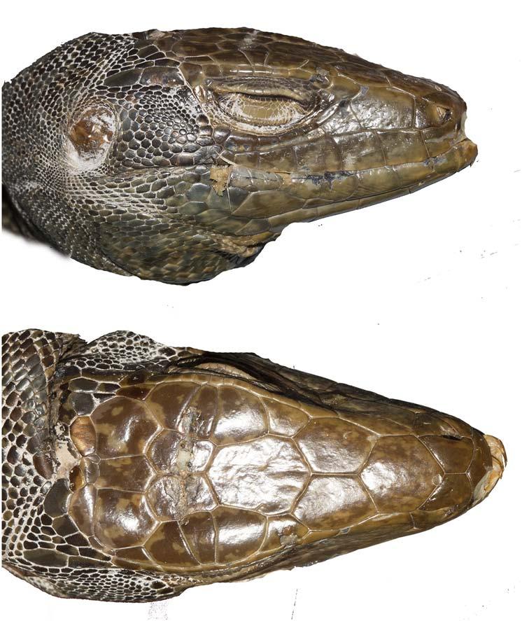 Fig 11. Tupinambis zuliensis sp n. FMNH 2599d. The specimen is from Enconstrados, Zulia, Venezuela. JCM. doi:10.1371/journal.pone.0158542.