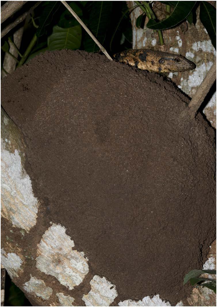 Fig 13. A female Tupinambis cryptus investigating an arboreal termite nest as a possible location to deposite her eggs. Photo credit Graham White. doi:10.1371/journal.pone.0158542.