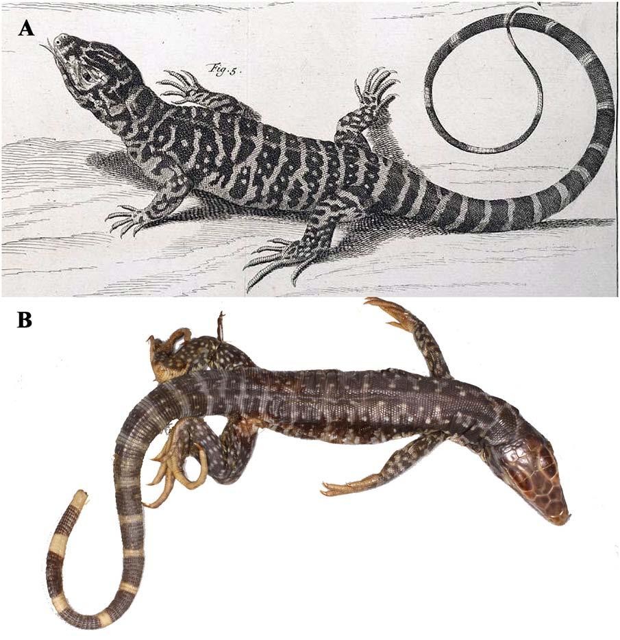 Fig 3. The plate (A) of Seps marmoratus from Seba [24] and the specimen (B) (ZMB 849) thought to be the model for the plate. Photo credit Aaron Bauer. doi:10.1371/journal.pone.0158542.