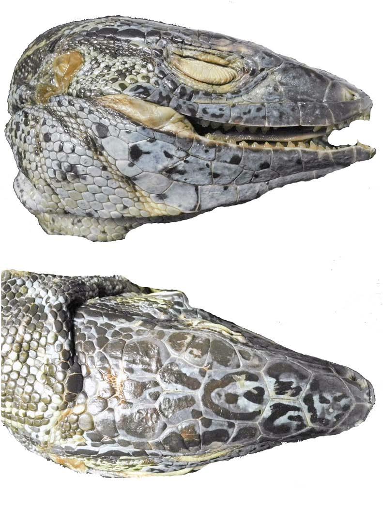 Fig 4. A paralectotype of Tupinambis nigropunctatus. Photo credit Michael Franzen. doi:10.1371/journal.pone.0158542.g004 have attributed to each name.