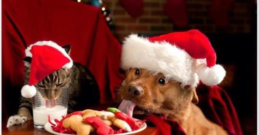 Holiday Hazards for Pets It's the most wonderful time of the yearuntil Fido or Kitty ingests some tinsel or decides to drink from the Christmas-tree water.