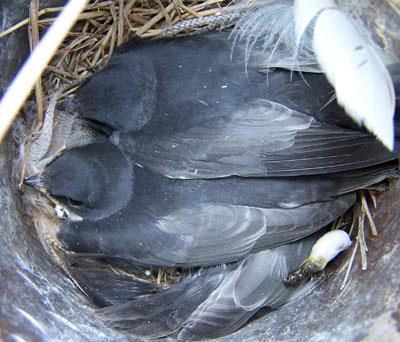 Figure 2. Tree Swallow young about to reach fledging age (Zimmerman, 2016) Results There was no significant difference between the means of fledgling success for each clutch size (ANOVA; α= 0.