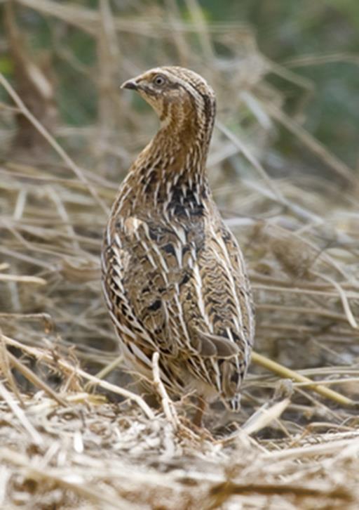 THESE RESULTS GENERATE SOME DOUBTS Are Common quail stable in Catalonia but declining in France?