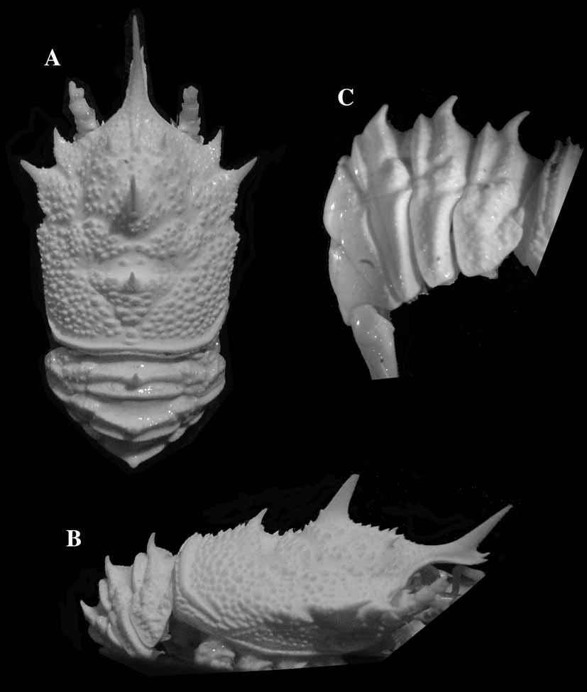 FIGURE 1. Galacantha bellis Henderson, 1885, lectotype, male (19.7 mm), off Juan Fernandez, CHALLENGER, Stn 300. A, carapace and abdomen, dorsal. B, carapace and abdomen, lateral. C, abdomen, lateral.