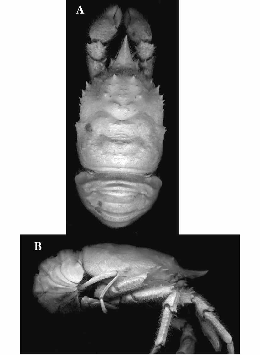 FIGURE 47. Munidopsis spissata n. sp., holotype, female (28.1 mm), NW Madagascar, BENTHEDI, Stn CH87. A, carapace and abdomen, dorsal. B, carapace and abdomen, lateral.