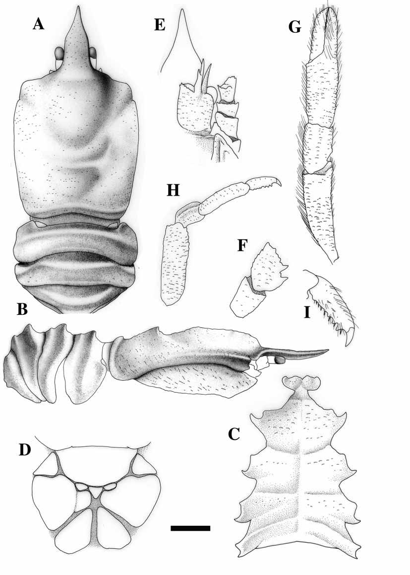 FIGURE 49. Munidopsis strigula n. sp., holotype, female (11.9 mm), Solomon Islands, SALOMON 2, Stn 2197. A, carapace and abdomen, dorsal. B, carapace and abdomen, lateral. C, sternum.