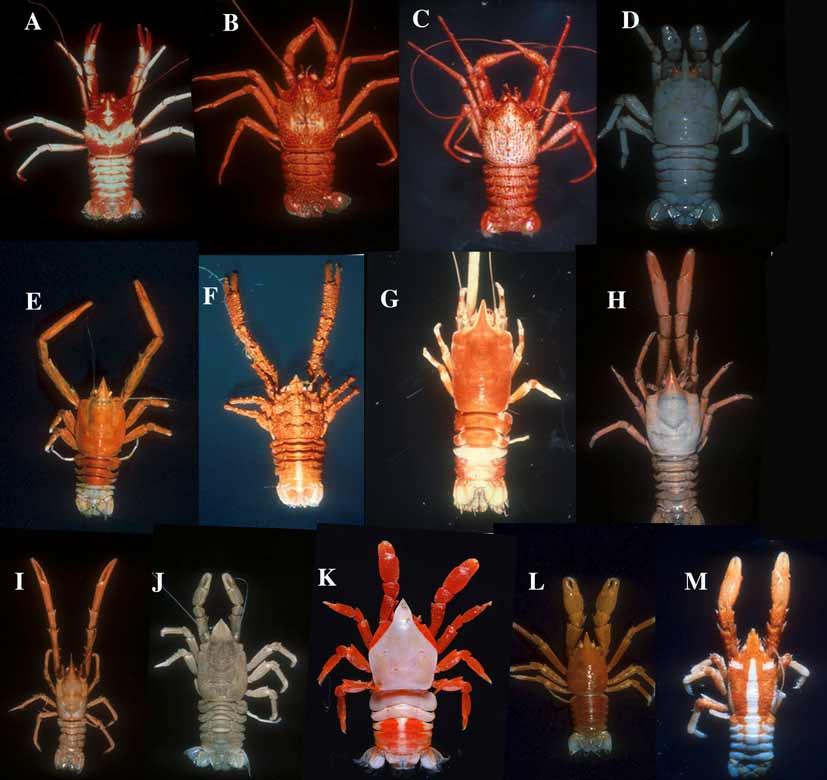 FIGURE 55. General view. A, Galacantha quiquei n. sp., holotype, holotype, male (20.4 mm), Wallis and Futuna, MUSORSTOM 7, Stn 620. B, G. subspinosa n. sp., paratype, male (29.