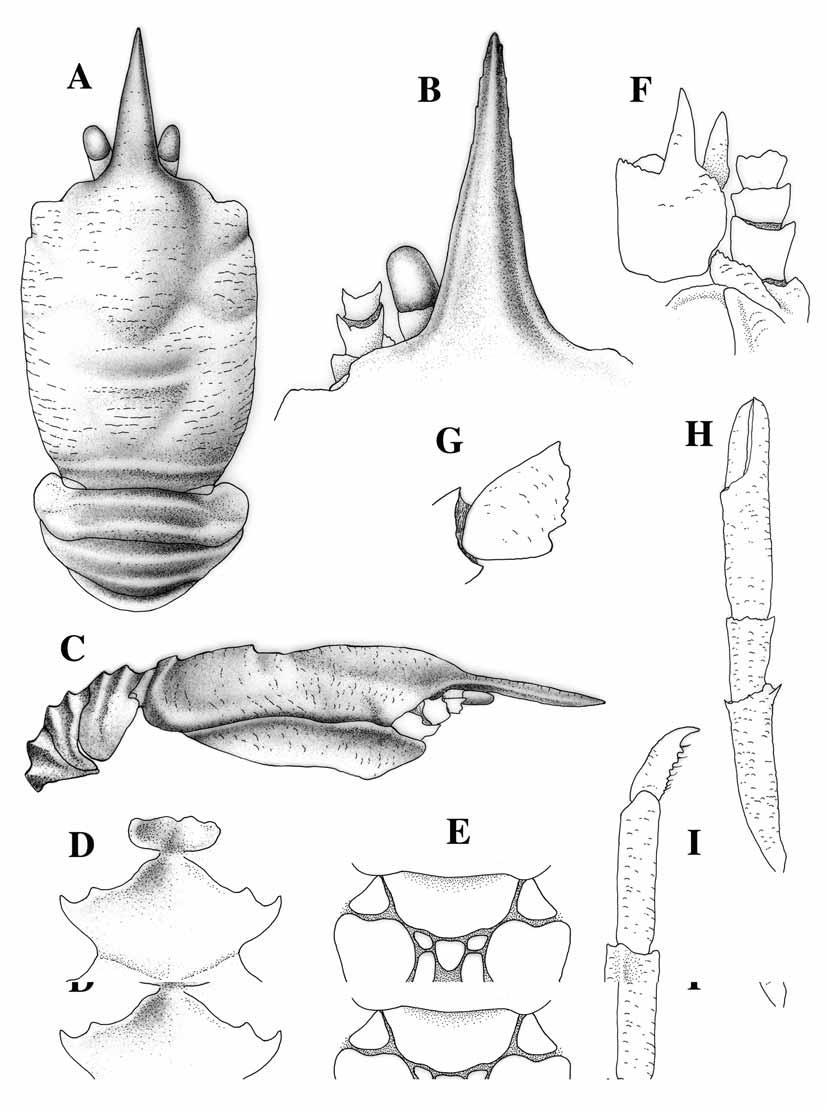 (MNHN Ga5719). Fiji, BORDAU 1, Stn 1401, 600 648 m: 3 M 7.7 8.4 mm (MNHN Ga5720). FIGURE 19. Munidopsis analoga n. sp., holotype, male (10.0 mm), New Caledonia, BATHUS 1, Stn 651.