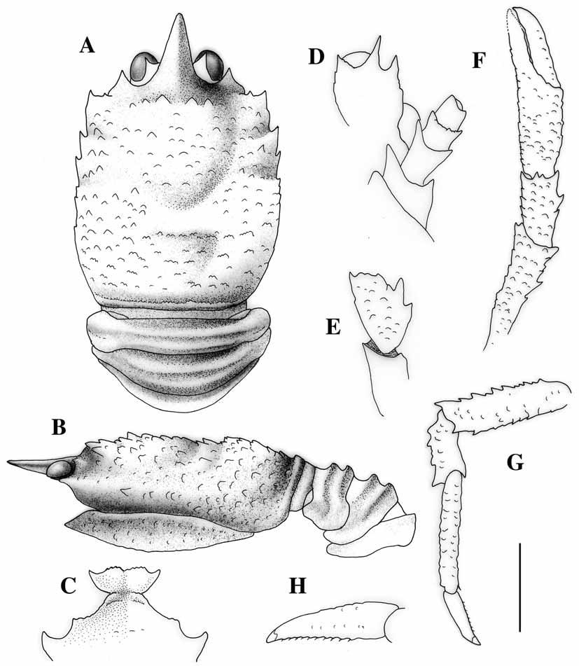 FIGURE 20. Munidopsis arenula n. sp., holotype, female (4.6 mm), New Caledonia, BIOGEOCAL, Stn 291. A, carapace and abdomen, dorsal. B, carapace and abdomen, lateral. C, sternum, sternites 3 and 4.