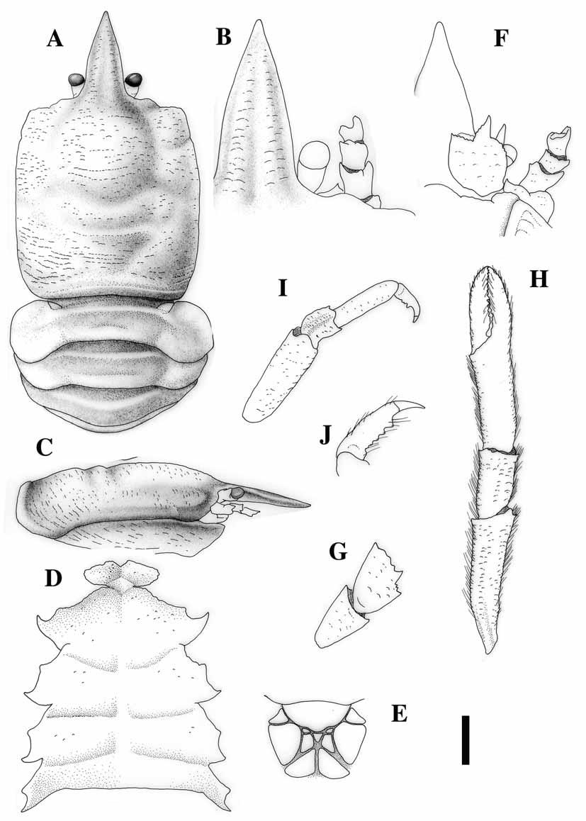 FIGURE 29. Munidopsis debilis Henderson, 1885, ovigerous female (11.5 mm), Vanuatu, MUSORSTOM 8, Stn 1027. A, carapace and abdomen, dorsal. B, rostrm, dorsal. C, carapace, lateral. D, sternum.
