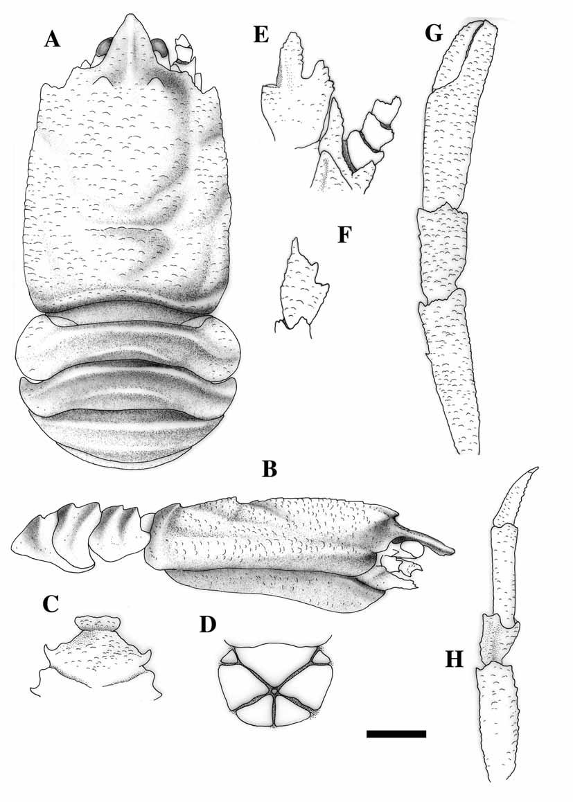 terminating in blunt processes; 15 corneous denticles on crista dentata. Flexor margin of merus with 2 thick spines; extensor margin with strong distal spine. FIGURE 30. Munidopsis demeter n. sp., holotype, female (3.
