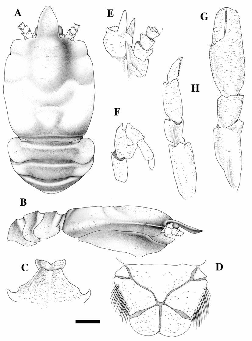 FIGURE 31. Munidopsis denudata n. sp., holotype, female (7.9 mm), Solomon Islands, SALOMON 1, Stn 1783. A, carapace and abdomen, dorsal. B, carapace and abdomen, lateral.
