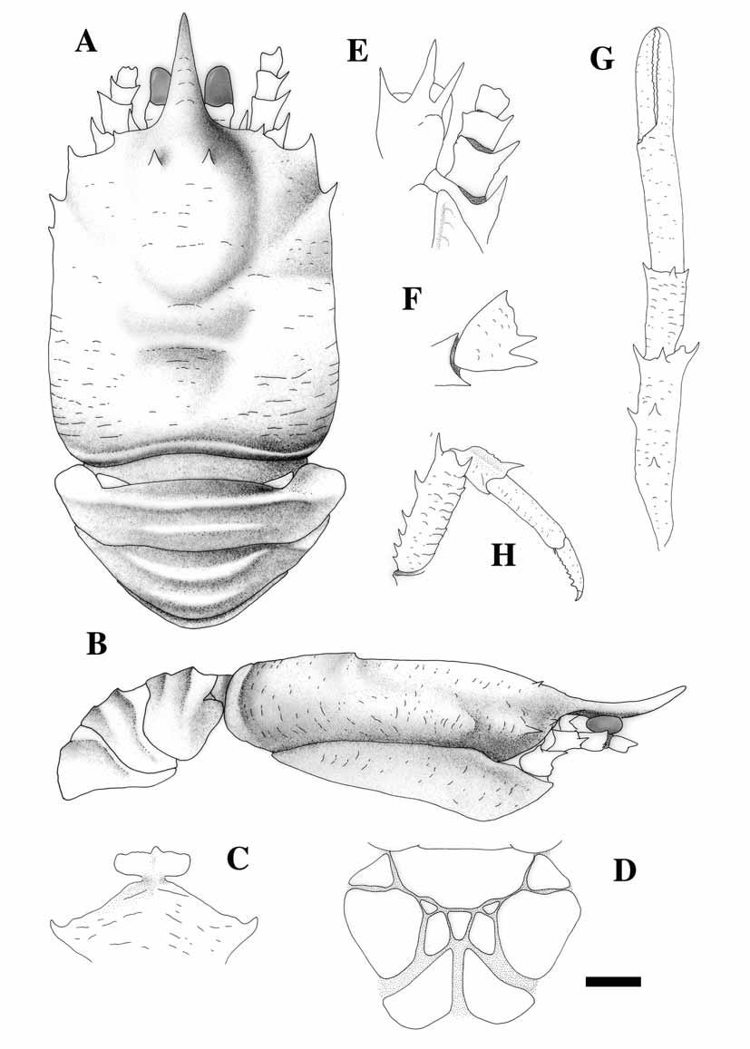 FIGURE 35. Munidopsis lenzi Balss, 1913, holotype, male (8.8 mm), W of Sumatra, Deutschen Tiefsee-Expedition, Stn 194. A, carapace and abdomen, dorsal. B, carapace and abdomen, lateral.
