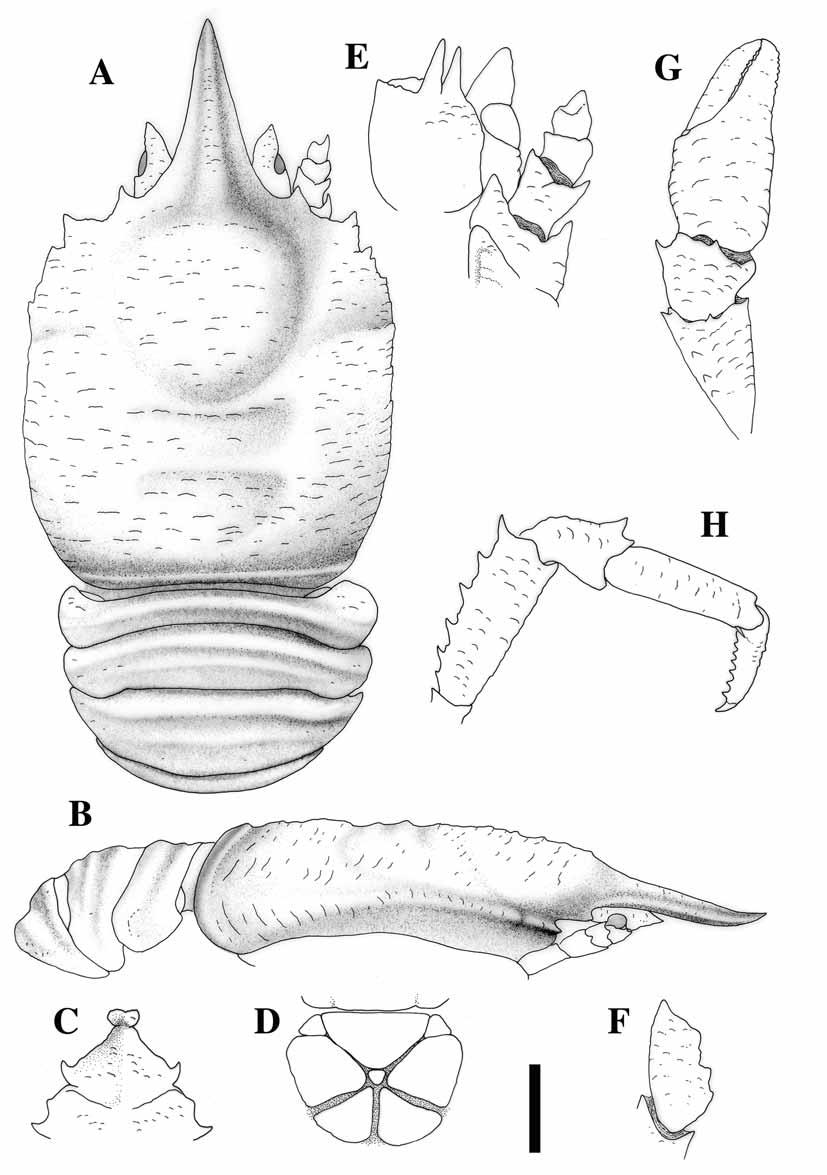 FIGURE 39. Munidopsis nereidis n. sp., holotype, male (8.7 mm), Gulf of Aden, METEOR 5, Stn 257. A, carapace and abdomen, dorsal. B, carapace and abdomen, lateral. C, sternum, sternites 3 5.