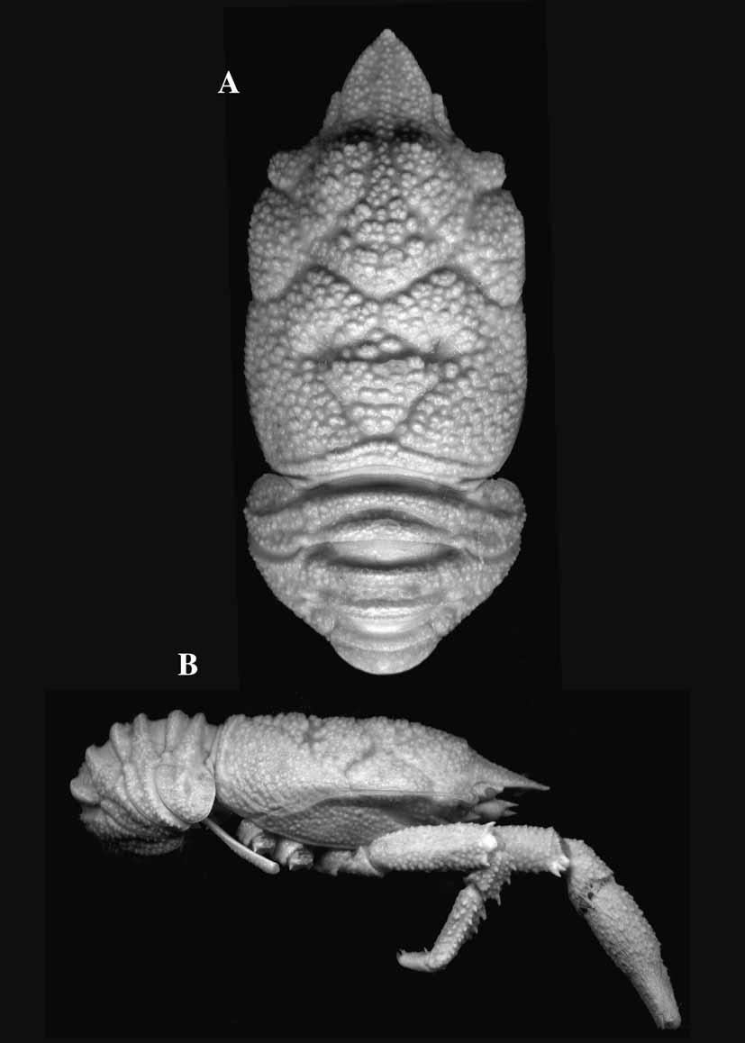FIGURE 40. Munidopsis orcina McArdle, 1901, ovigerous female (12.6 mm), New Caledonia, BIOGEOCAL, Stn 260. A, carapace and abdomen, dorsal. B, carapace and abdomen, lateral.