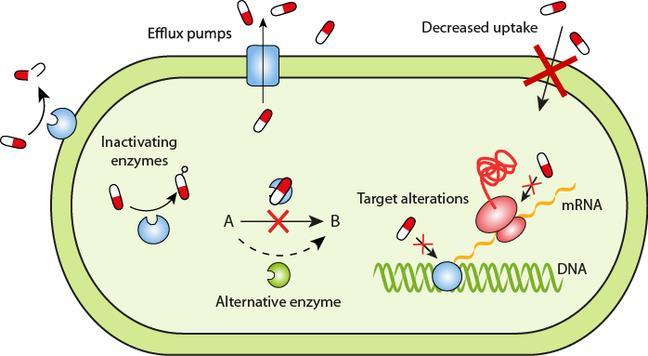 E. Gullberg Bacterial strategies of resistance 1. Decreased uptake Prevention of the AB from reaching its target by reducing its ability to penetrate into the cell 2.