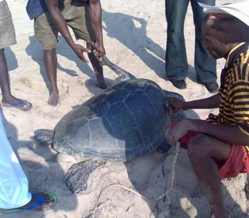 Although they have been well sensitized to the need to protect sea turtles, the fishermen complain that the animals, some of which weigh about 300 kilogram's, often destroy their hard earned nets.