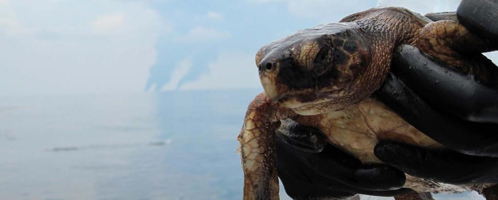 EFFECTS OF THE DEEPWATER HORIZON OIL SPILL ON SEA TURTLES BRYAN WALLACE