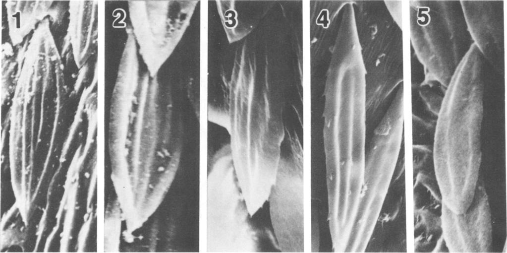 1981 CUTLER: PARADAMOETAS 209 FIGS. 1-5. Marginal carapace scales, scanning electron micrographs. 1. Paradamoetas formicina Peckham and Peckham, male, looox. 2. P. cara (Peckham and Peckham), male, 1400x.