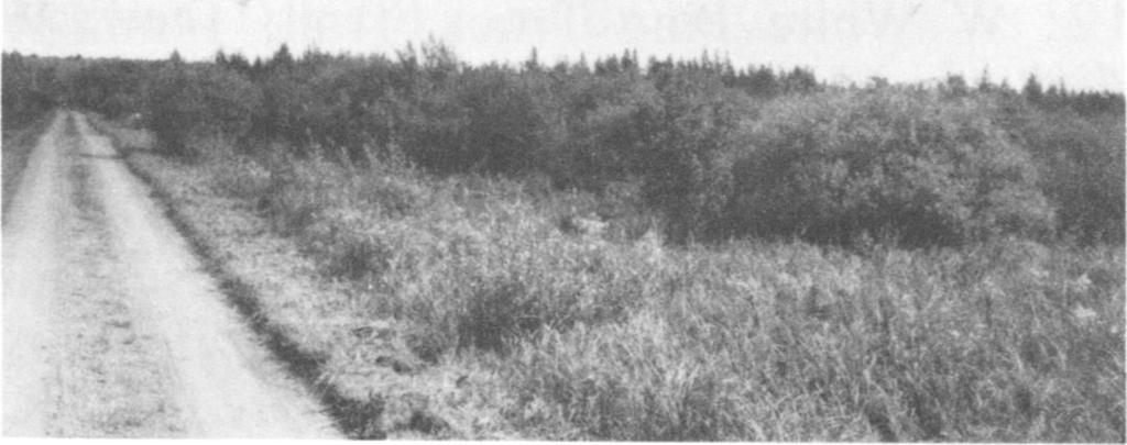 1981 CUTLER: PARADAMOETAS 213 niall A FIG. 27. Sedge bog habitat of Paradamoetas fontana (Levi) in Solana State Forest, Minnesota (East White Pine Truck Trail, facing ESE). Road is roughly 2 m. wide.