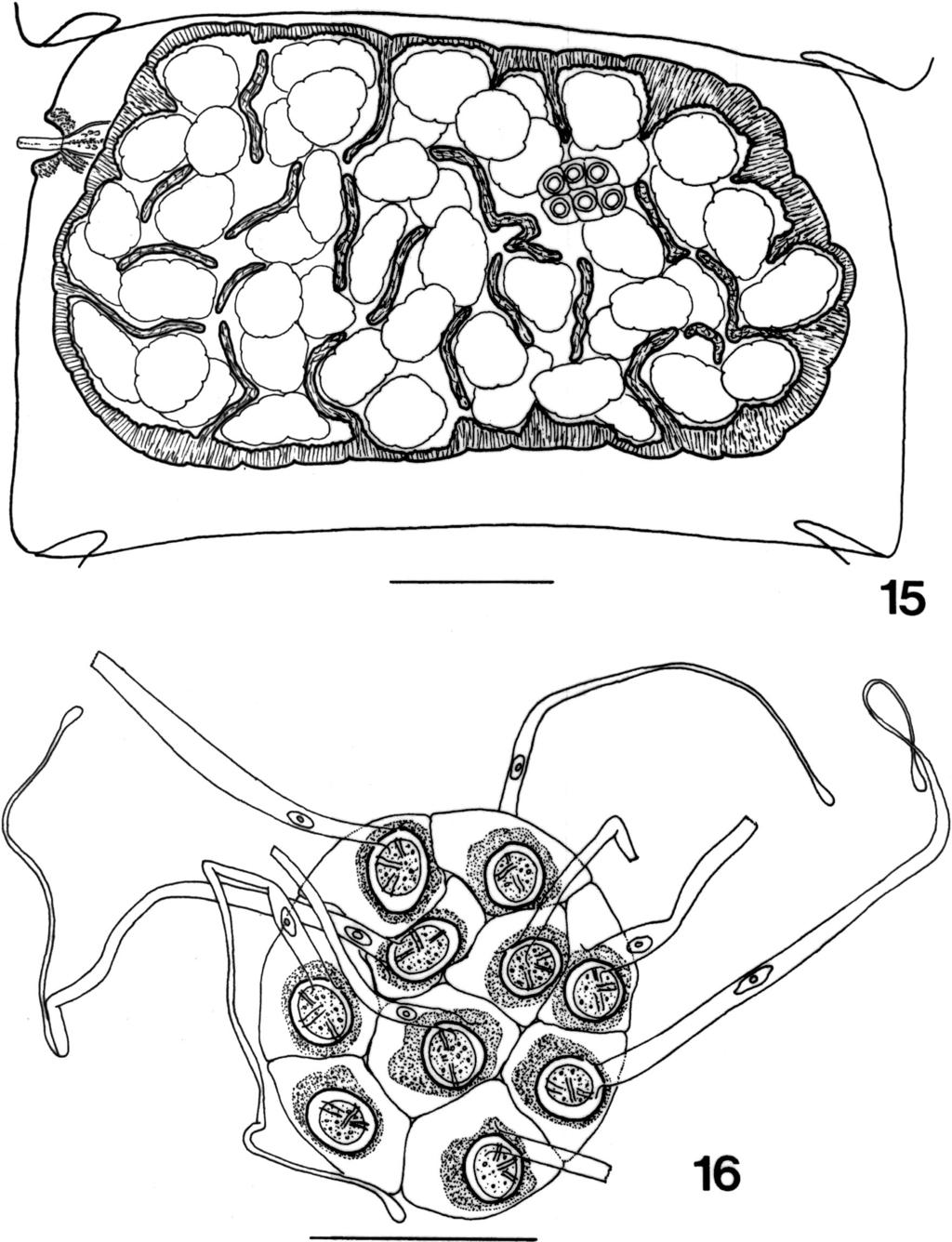 1082 THE JOURNAL OF PARASITOLOGY, VOL. 90, NO. 5, OCTOBER 2004 FIGURES 15 16. Cinclotaenia boliviensis n. sp. 15. Gravid proglottid. 16. Egg packets examined in distilled water. Bar 250 m (Fig.