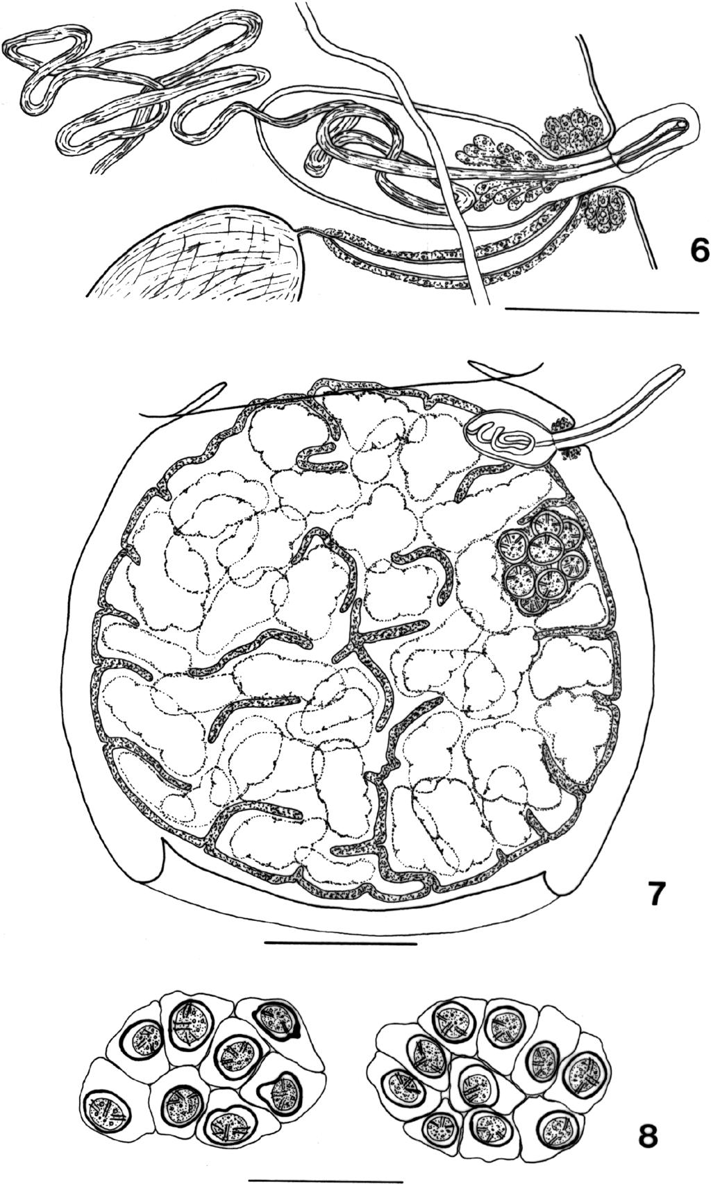 GEORGIEV AND GARDNERNEW CESTODES FROM CINCLUS 1077 FIGURES 6 8. Cinclotaenia minuta n. sp. 6. Genital ducts in mature proglottid.