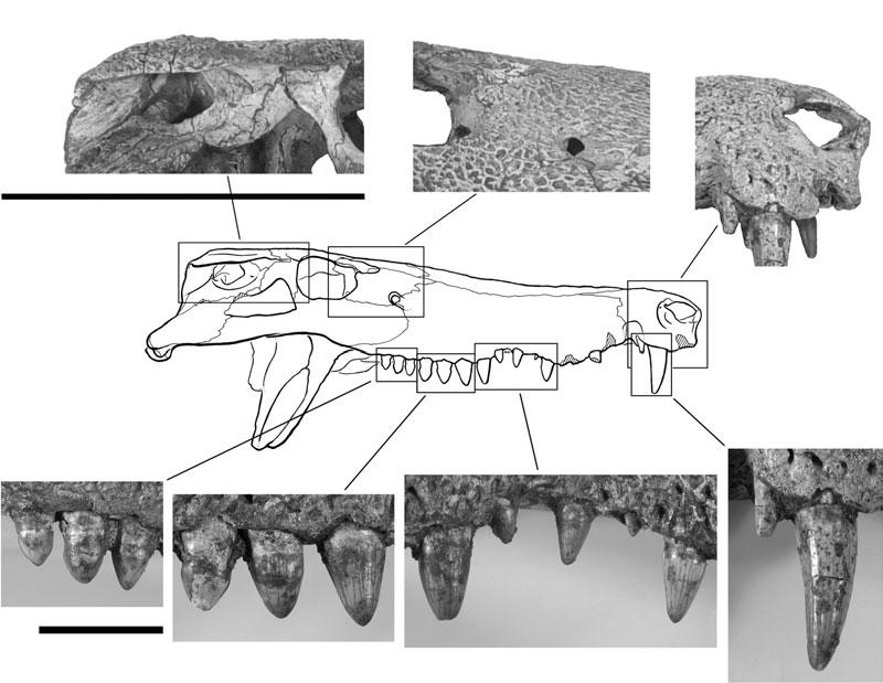 HAMADASUCHUS REBOULI 537 Figure 3. Details of the cranium of Hamadasuchus rebouli (ROM 52620). Upper details are to same scale; scale bar = 10 cm.