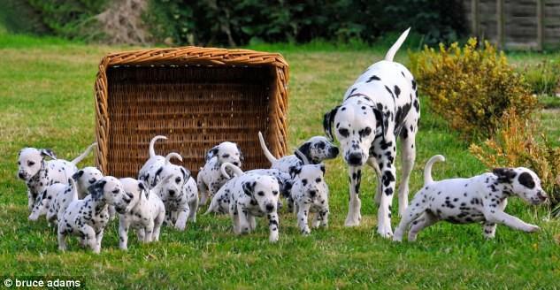 Source A Forget 101 Dalmatians, 16 are driving me dotty! The average number of puppies born to Dalmatians is eight.