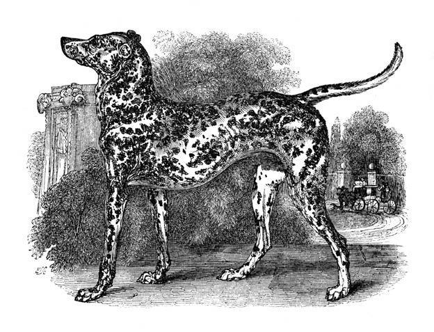 Source B: Carriage Dogs In the 19 th century, Dalmatians were known as carriage dogs.