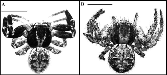 Notes on Two Crab Spiders... Fig. 1. Xysticus abramovi MARUSIK & LOGUNOV, 1995, A. male, B.