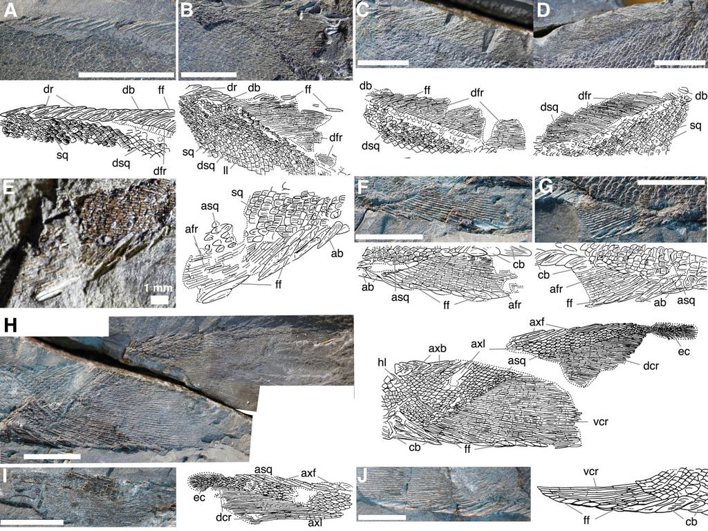 168 L. C. SALLAN AND M. I. COATES Figure 3. Styracopterus median fins and caudal material. Unlabelled scale bars equal 1 cm.