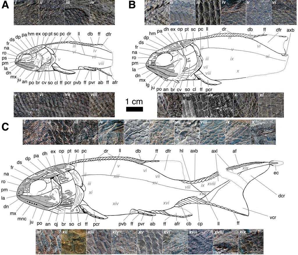 EARLY CARBONIFEROUS STYRACOPTERID FISHES 169 Figure 4. Styracopterus reconstructions and squamation.