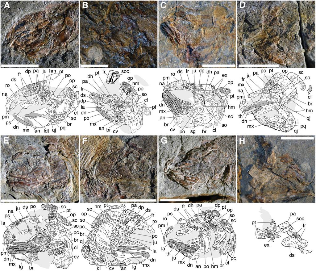 EARLY CARBONIFEROUS STYRACOPTERID FISHES 175 Figure 6. Fouldenia cranial material II. Photographs and interpretative drawings for specimens of 8.5 10 cm in total length.