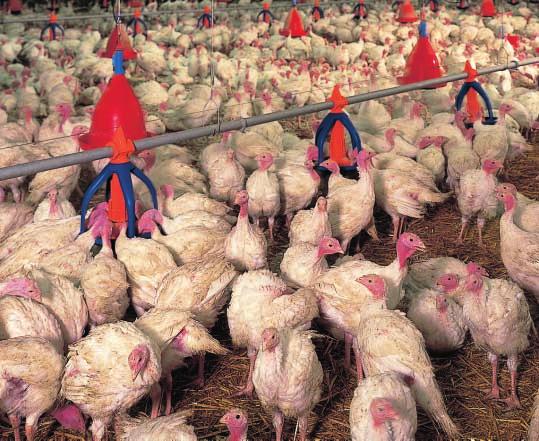 tter which production method is followed TRU PAN for use in single-phase or two-phase production For rearing turkeys it has proved successful
