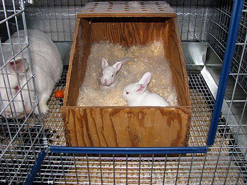 Nest Boxes Rabbitry N Box-type nest box - 16 x 10 x 8 in (41 x 25 x 20 cm) - Wood, door starting at 6 in (15 cm) height - Wood shavings and straw nesting material
