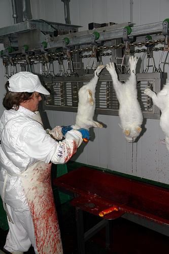 cage when temperatures above 70 F (21 C) - Facility is a converted poultry slaughter plant Stunned and