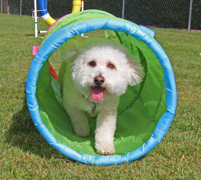 SAVE THE DATE! Bichon Bash Sunday, May 19, 2019 Please note: This year s Bichon Bash is on a Sunday.