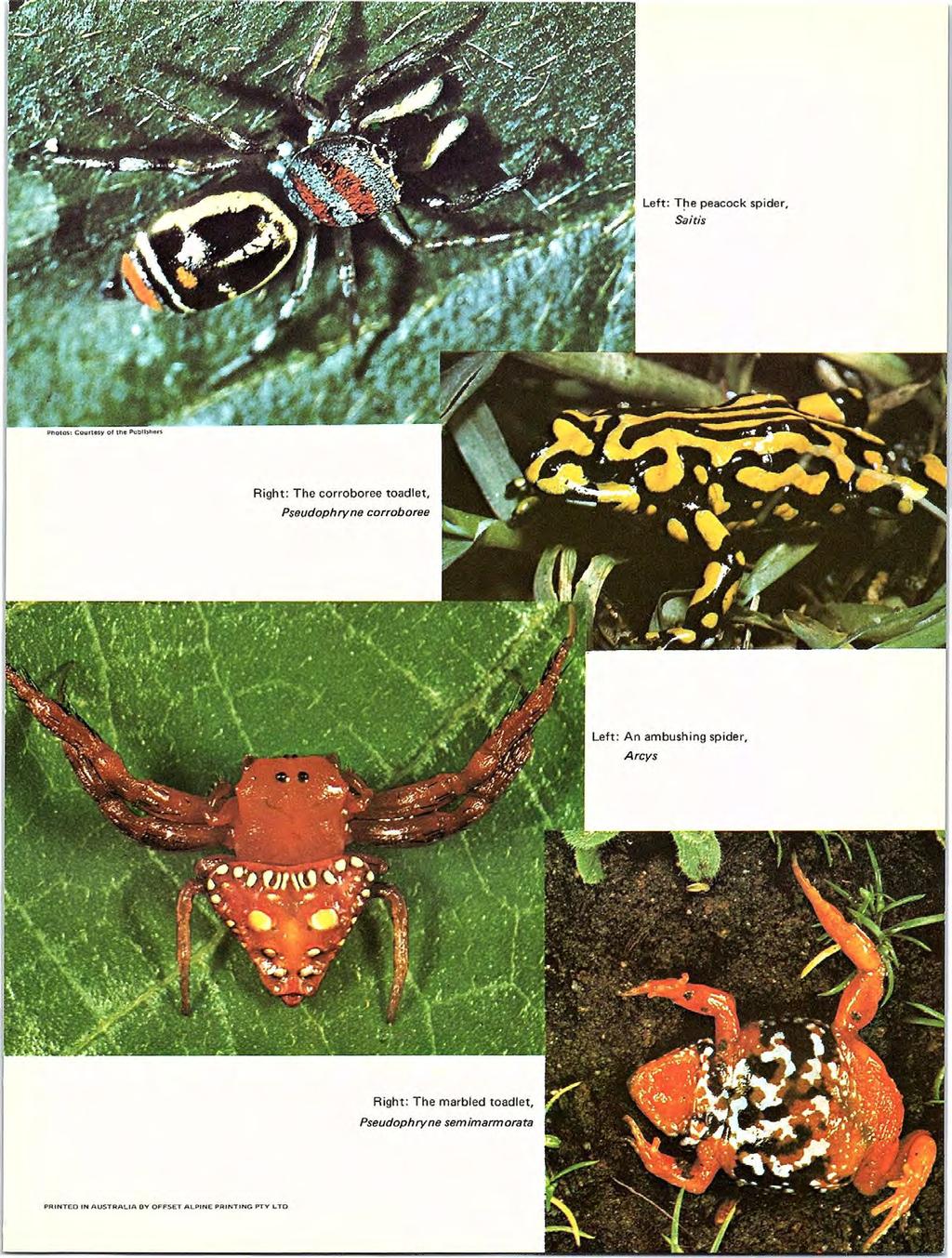 Left: T~e peacock spider, Saitis Right: The corroboree toadlet, Pseudophryne corroboree Left: An ambushing spider,