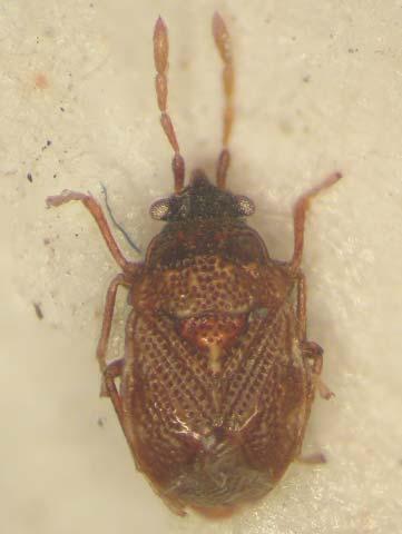 606 KONDOROSY: A revision of the Entisberus group (Rhyparochromidae) Fig. 13. Habitus of Retoka paraminuta sp. nov. Thorax.