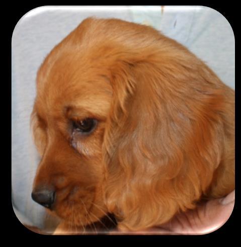 She has a wavy-curl, cream/golden coat, large/round eyes and teddy-bear face. Dash is the sire our deep, ruby red Toy Poodle with white markings.