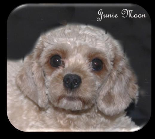They are Cavalier, Bichon with a little more Miniature Poodle in the mix! Will be red or red/white beautiful!