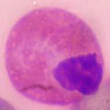 appearance, round-oval shaped nucleus