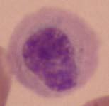 the same color as the nucleus, granule