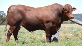 calving = 285 days date