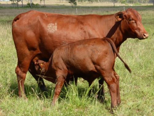 2) First-calf cows 2) First-calf cows Manage.