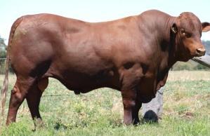What is beef cattle reproduction?
